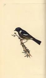 Stonechat, Saxicola rubicola. Handfärgad kopparplåt ritad och graverad av Edward Donovan från hans egen "Natural History of British Birds", London