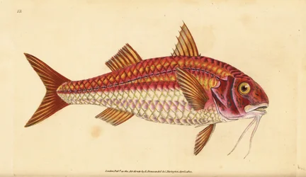 Randig röd mulle, Mullus surmuletus. Handfärgad kopparplåt ritad och graverad av Edward Donovan från hans Natural History of British Fishes, Donovan och F.C. och J. Rivington, London