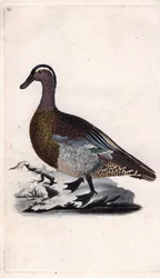 Sommar kricka. Anas querquedula. Kopparstick av Edward Donovan (1768-1837), publicerad i Natural History of British Birds, London