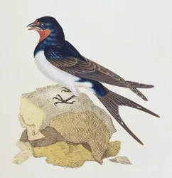 Swallow från 