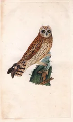 Träskuggla. Asio flammeus (Strix brachyotos, Strix brachyotis). Kopparstick av Edward Donovan (1768-1837), publicerad i Natural History of British Birds, London
