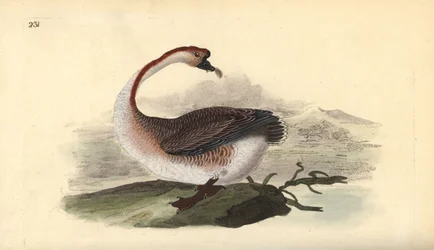 Svangås, Anser cygnoides, sårbar. Handfärgad kopparplåt ritad och graverad av Edward Donovan från hans egen "Natural History of British Birds", London