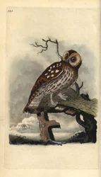 Tawny Owl, Strix aluco. Handfärgad kopparplåt ritad och graverad av Edward Donovan från hans egen "Natural History of British Birds", London