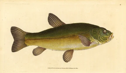 Sutare, Tinca tinca (Cyprinus tinca). Handfärgad kopparplåt ritad och graverad av Edward Donovan från hans Natural History of British Fishes, Donovan och F.C. och J. Rivington, London