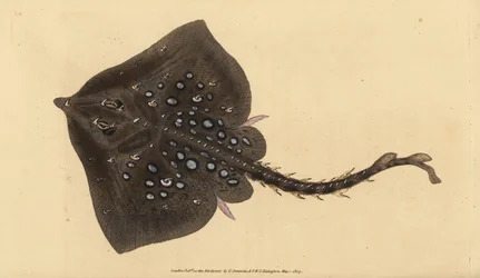 Törnrocka, Raja clavata. Nästan hotad. Handkolorerat kopparstick tecknat och graverat av Edward Donovan från hans Natural History of British Fishes, Donovan and F.C. and J. Rivington, London.
