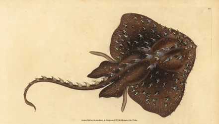 Taggig skridsko, Amblyraja radiata (Stjärnstråle, Raja radiata). Sårbar. Handfärgad kopparplåt ritad och graverad av Edward Donovan från hans Natural History of British Fishes, Donovan och F.C. och J. Rivington, London