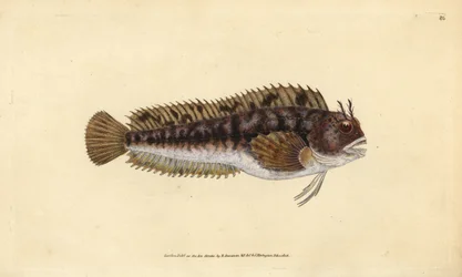 Tompot blenny, Parablennius gattorugine (Gattorugine, Blennius gattorugine). Handfärgad kopparplåt ritad och graverad av Edward Donovan från hans Natural History of British Fishes, Donovan och F.C. och J. Rivington, London