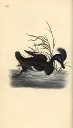 Tuftad anka, Aythya fuligula. Handfärgad kopparplåt ritad och graverad av Edward Donovan från hans egen "Natural History of British Birds", London