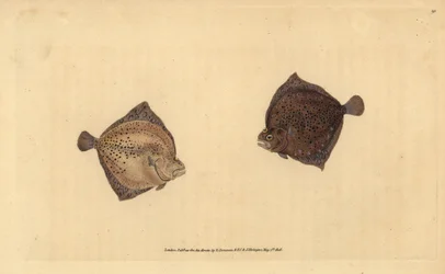 Piggvar, Scophthalmus maximus (Cyclops flundra, Pleuronectes cyclops). Handfärgad kopparplåt ritad och graverad av Edward Donovan från hans Natural History of British Fishes, Donovan och F.C. och J. Rivington, London
