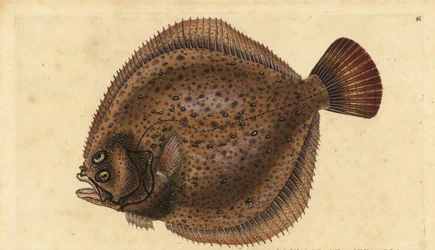 Piggvar, Scophthalmus maximus (Pleuronectes maximus). Handfärgad kopparplåt ritad och graverad av Edward Donovan från hans Natural History of British Fishes, Donovan och F.C. och J. Rivington, London