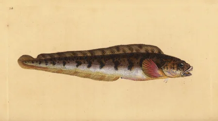 Viviparous ålkylta, Zoarces viviparus (Viviparus blenni, Blennius viviparus). Handfärgad kopparplåt ritad och graverad av Edward Donovan från hans Natural History of British Fishes, Donovan och F.C. och J. Rivington, London