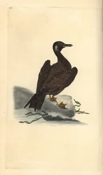 Vagelmås, ungar av svartryggen, Larus marinus. Handfärgad kopparplåt ritad och graverad av Edward Donovan från hans egen "Natural History of British Birds", London