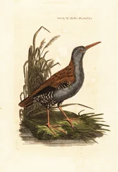 Vattenräls, Rallus aquaticus