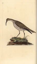 Whimbrel, Numenius phaeopus. Handfärgad kopparplåt ritad och graverad av Edward Donovan från hans egen "Natural History of British Birds", London