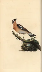 Whinchat, Saxicola rubetra. Handfärgad kopparplåt ritad och graverad av Edward Donovan från hans egen "Natural History of British Birds", London