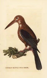 Vitstrupig kungsfiskare, Halcyon smyrnensis