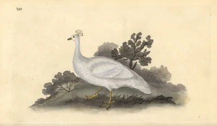 Vitkrönt ärtfågel (hona), Pavo cristatus. Handfärgad kopparplåt ritad och graverad av Edward Donovan från hans egen "Natural History of British Birds", London