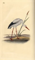 Vit stork, Ciconia ciconia. Handfärgad kopparplåt ritad och graverad av Edward Donovan från hans egen "Natural History of British Birds", London