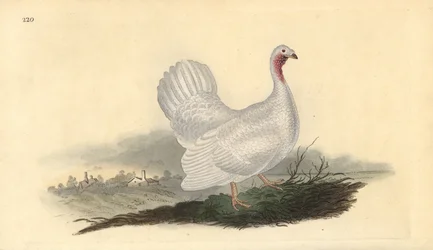 Vit kalkon, Melagris gallopavo (variant). Handfärgad kopparplåt ritad och graverad av Edward Donovan från hans egen "Natural History of British Birds", London