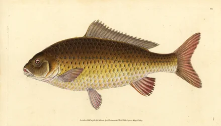 Vild karp, Cyprinus carpio. Sårbar. Handkolorerat kopparstick tecknat och graverat av Edward Donovan från hans Natural History of British Fishes, Donovan and F.C. and J. Rivington, London.