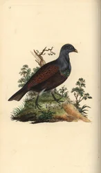 Rire, Tetrao urogallus. Handfärgad kopparplåt ritad och graverad av Edward Donovan från hans egen "Natural History of British Birds", London