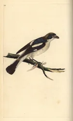 Träpratskrike, Lanius senator. Handfärgad kopparplåt ritad och graverad av Edward Donovan från hans egen "Natural History of British Birds", London