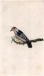 Hackspett. Dendrocopos minor (Picus minor). Kopparstick av Edward Donovan (1768-1837), publicerad i Natural History of British Birds, London