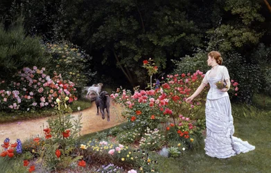 Ankomsten 1878. En elegant kvinna i vit klänning plockar blommor (rosor) i en trädgård. Nära henne kommer (arrivee) hundarna som signalerar att en person anländer. Målning av Edward Killingworth Johnson (1825-1896 brittisk). Prerafaelism