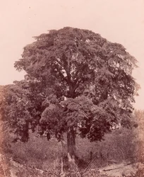 trädstudie, 1850-53.