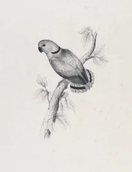 (Swinderns papegoja) (Bild 42)