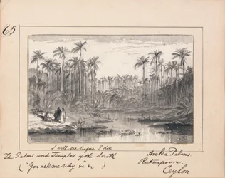 Areca Palms, Ratnapura, Ceylon - "Jag kommer att se innan jag dör Söderns palmer och tempel"