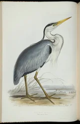 Common Heron, från "The Birds of Europe" av John Gould