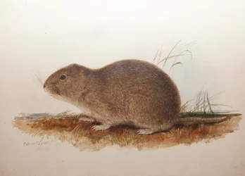 Ctenomys magellanicus, 1836