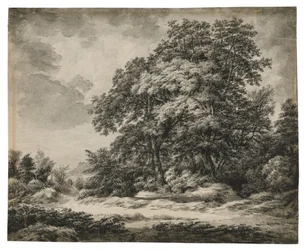 Skogslandskap