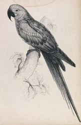 Hyacintara (bild 9)