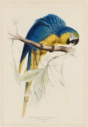 Macrocercus ararauna.  Blå-gul ara.