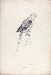 Palaeornia Columbiodes / Duvpapegoja (plansch 31)