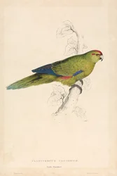 Platycercus pacificus / Stillahavsparakit (bild 26)
