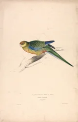 Platycercus Stanley II / Stanley-papegoja (ung hane) (bild 24)