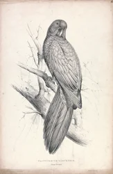Platycereus tabuensis / Tabuan-parakaktus (Plansch 16)