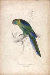 Platycerus barnardi / Barnards parakit (bild 18)