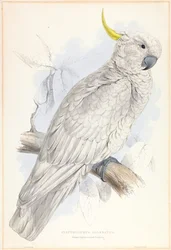 Plyctolophus Galeritus. Stor gul tofs-kakadua.