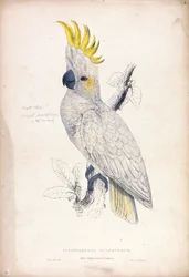 Plyctolophus sulphureus / Liten gultofskakadua (Plansch 4)