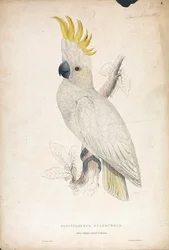 Plyctolophus sulphureus / Liten gultofskakadua (Plansch 4)