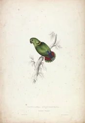 Psittacula swinderniana. Swinderns papegoja