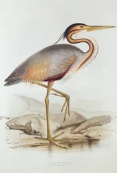 Purple Heron (färggravyr)
