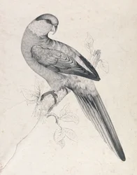 Rödmössad parakit, hane (bild 21)
