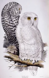 Snöuggla, 1832-1837