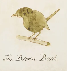 The Brown Bird, från sexton teckningar av komiska fåglar (penna och bläck wc på papper)
