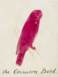 The Crimson Bird, från sexton teckningar av komiska fåglar (penna och bläck wc på papper)